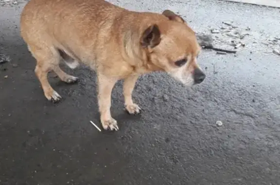 Найдена собака на остановке Большевичка, нужны хозяева