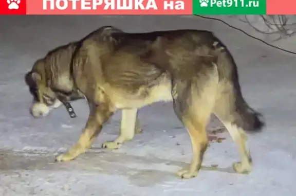 Собаки потеряшки, Кемерово, фото: Потеряшка собака в пос. Новоискитимск, Кемеровская область.