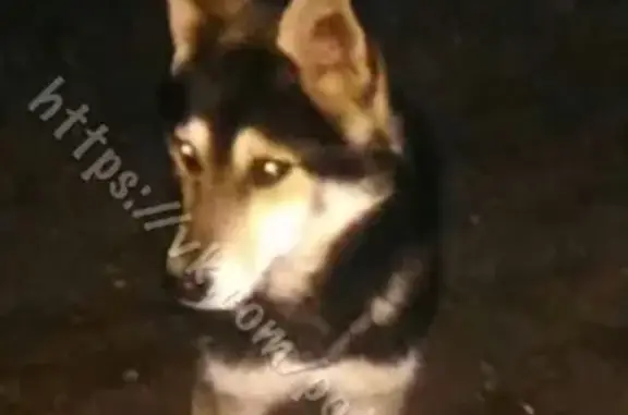 Потерянная собака на улице Рабочей в Саратове