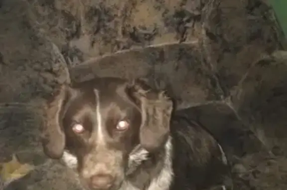 Пропала собака в Кемерово на Пионерке.