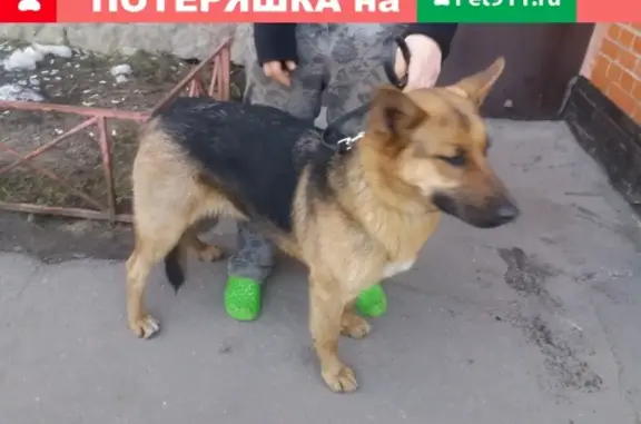 Найдена собака в Приморском районе СПб, адрес Коломяги
