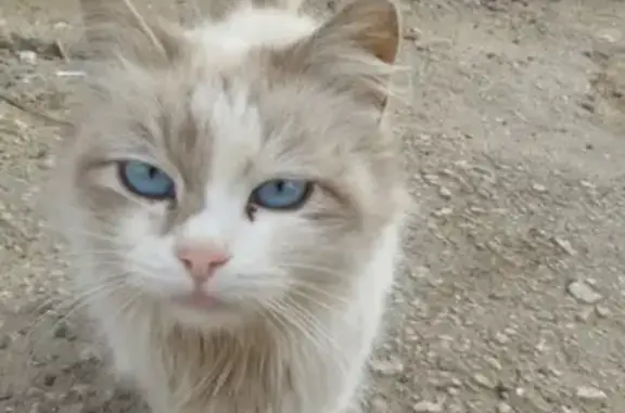 Найдена кошка в районе Шереметьево-Песочня, ищет дом или хозяев