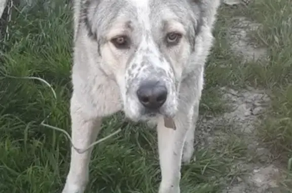 Найдена собака в Керчи, ищут старых хозяев