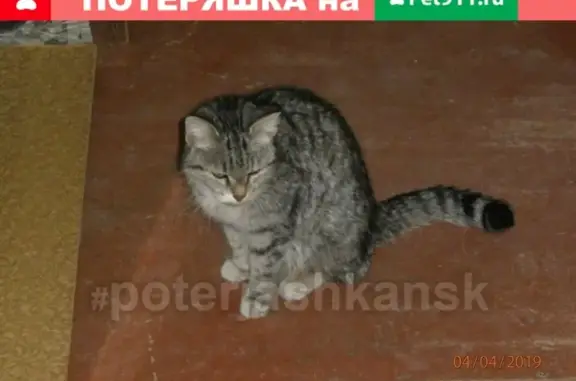Найдена кошка в Новосибирске #lostpet