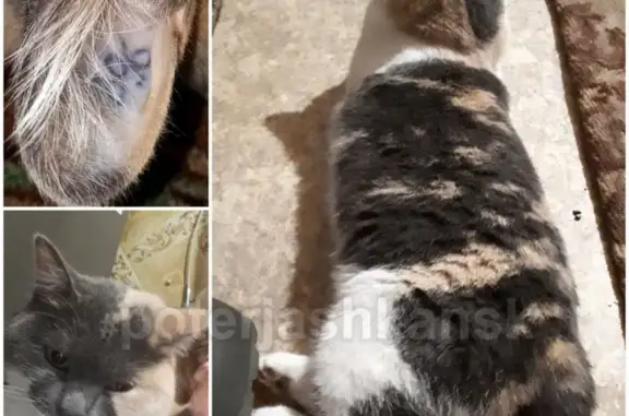 Кошки потеряшки, Новосибирск, фото: Потеряшка кошка в Заельцовском р-не, остановка УЮТ