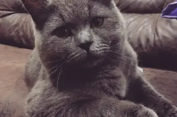 Кошки потеряшки, Нагорное, фото: Потеряшка кошка в Нагорном, ул. Полевая, 28 марта, вознаграждение.