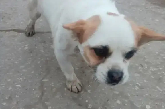 Найдена собака в Кинель-Черкассах!