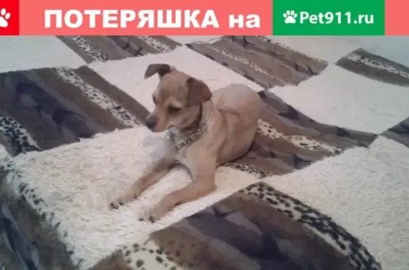 Собака с ошейником на ул. Третьякова