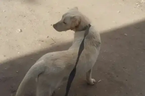 Найдена собака на улице Георгиевской, #Калуга