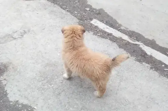 Найден щенок в Екатеринбурге, ищем хозяев