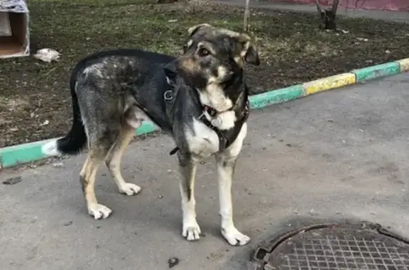 Найдена собака на 5-й Парковой улице, Москва