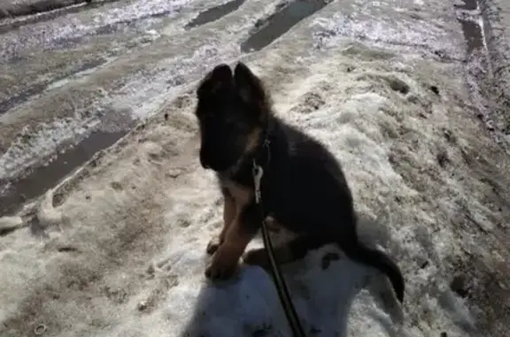 Собаки потеряшки, хутор Торповка, фото: Потеряшка щенок Митя в хуторе Торповка, Камышинский район