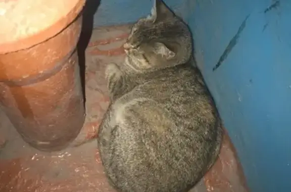 Найдена кошка Черногорск, ищем хозяина