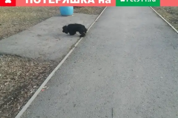 Потерянная собака в центре Ачинска