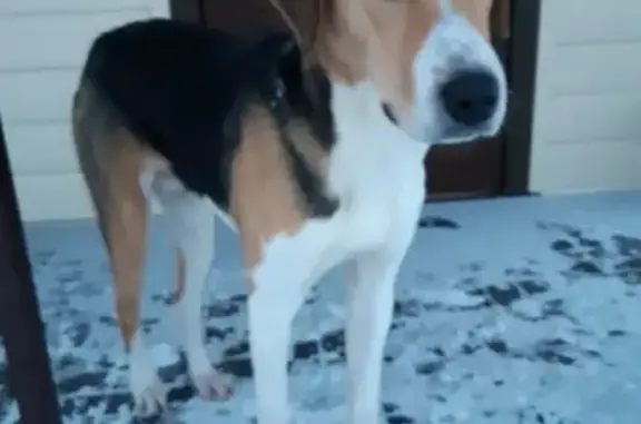 Пропала собака Ливень в Москве