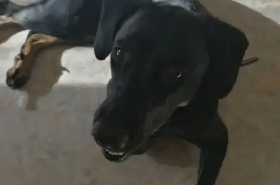 Найдена собака в Хабаровске, ищем хозяев