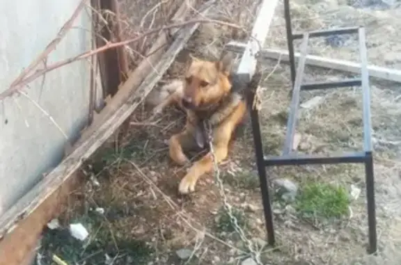 Найдена собака в районе 4 мичуринской, Смоленск