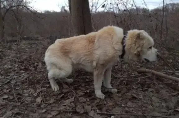 Найдена собака в Коломне, Бочманово - срочно!