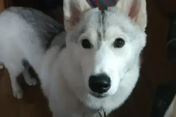 Собаки потеряшки, Москва, фото: Потеряшка собака Хаски Капелла, адрес: Москва, Ховрино, Бусиново.