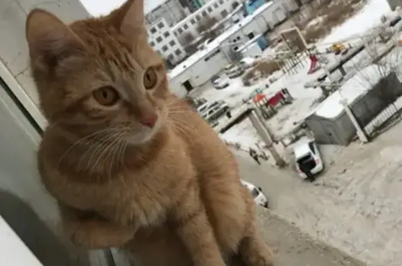 Пропала кошка на Халтурина, 16 (Якутск)