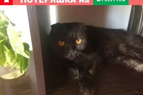 Найдена кошка в ЖК Радужный