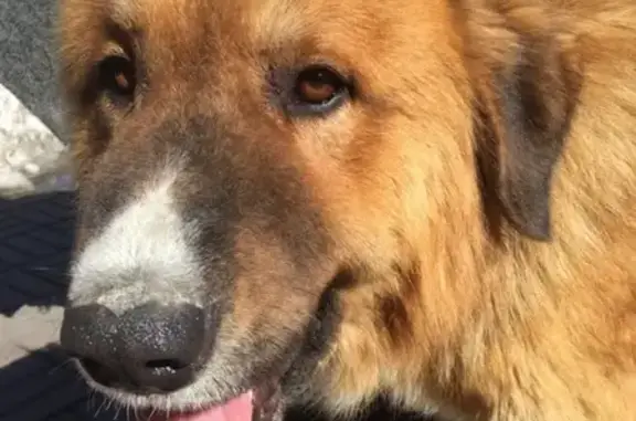 Найдена домашняя собака в Челябинске