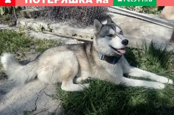 Найдена собака Хаски на ул. Герцена в Новороссийске