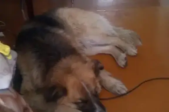 Найдена собака возле магазина в Чите