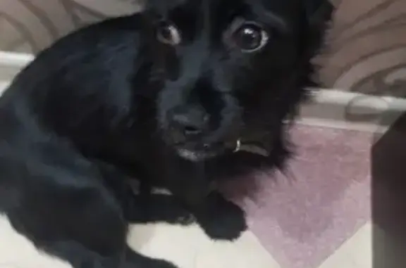 Найдена собака в Петропавловске-Камчатском