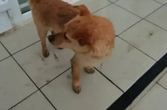 Найдена собака возле магазина Апельсин в Рязани