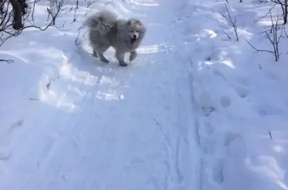 Пропала собака Фиона на Тарской ул. 7 в Омске