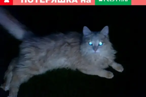 Пропала кошка в Ялуторовске на улице Карбышева