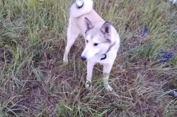 Пропала собака Лайка по адресу Куровское, Московская область.