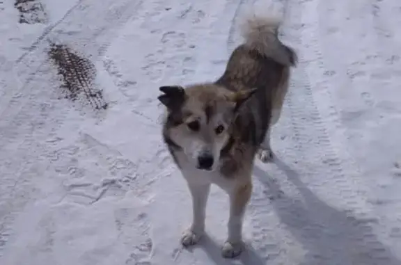 Пропала собака Волк в районе Станки, нужна помощь!