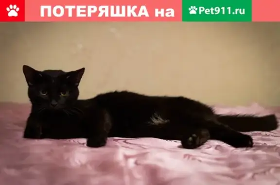 Найдена кошка в Комсомольском районе, ищем хозяев.