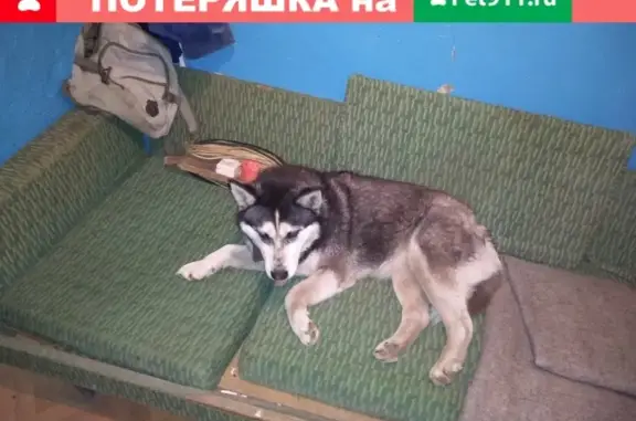 Найдена собака в Новоалександровске: хаски или лайка, звоните по номеру