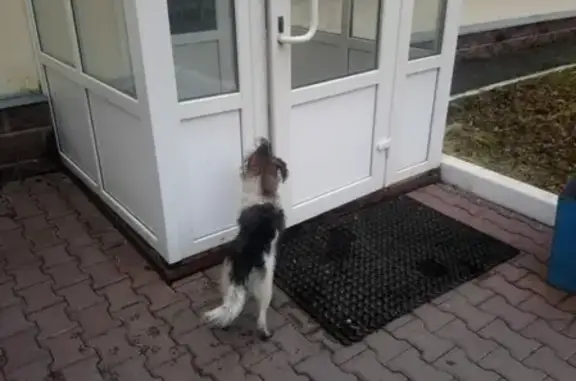 Найдена собака в Омске, ищем хозяина! #lostpet #Омск