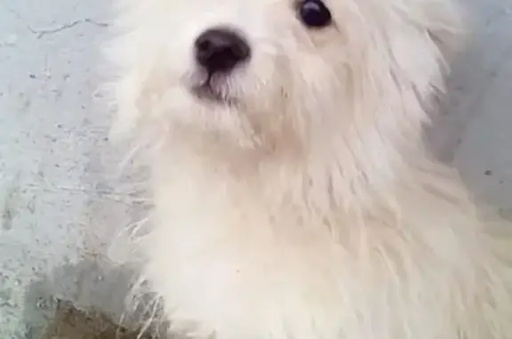 Найдена собака в Казани на Дербышках