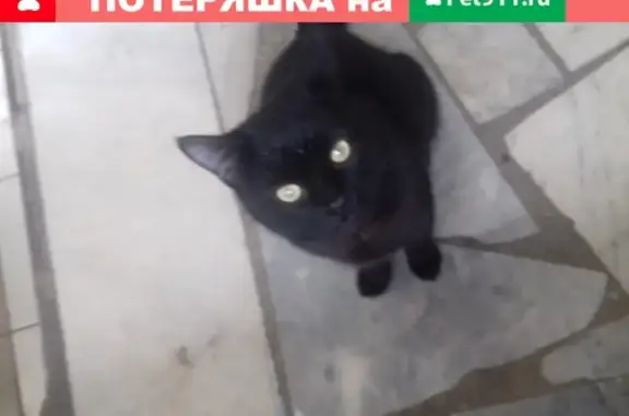 Найдена кошка в Авиастроительном районе, ул. Дементьева, 22