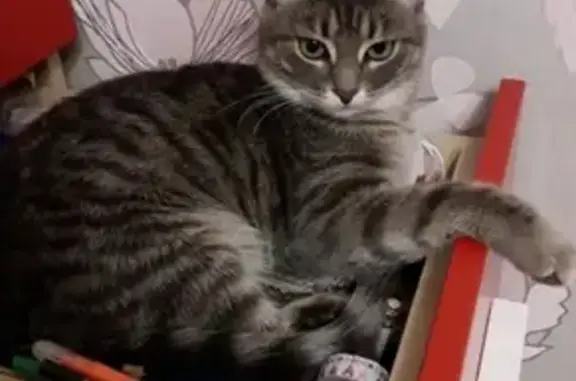 Кошки потеряшки, Красноусольский, фото: Потеряшка кошка на улице Пугачева