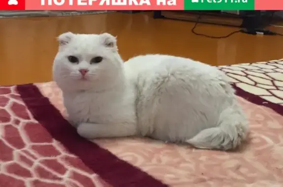 Пропала кошка Цезарь в Новоалтайске, вознаграждение.