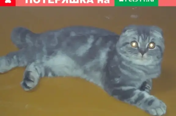 Пропал кот на ул. Садовая, Котово, нуждается в помощи.