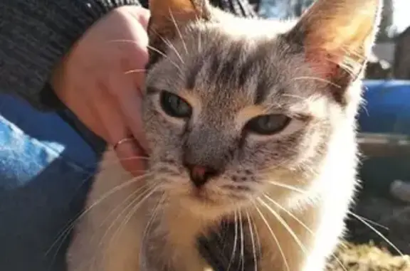 Срочно найден сиамский котенок в районе Автозаводского переулка!
