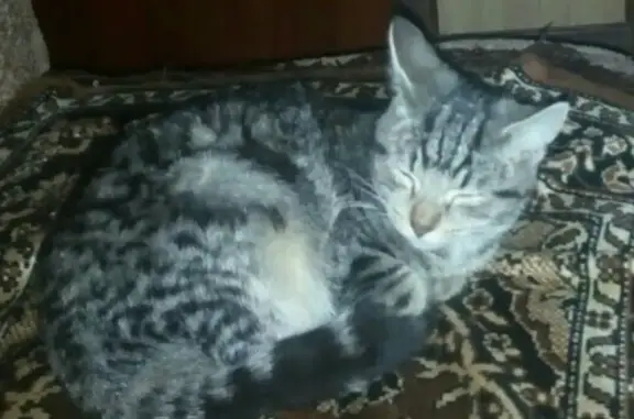 Пропала кошка на доке в Котласе