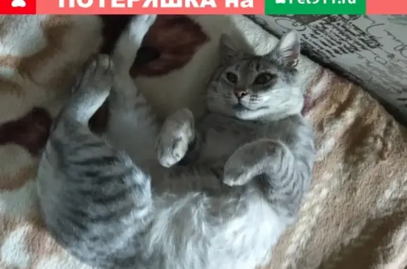 Пропала кошка в Ставрополе, возраст 5 лет.