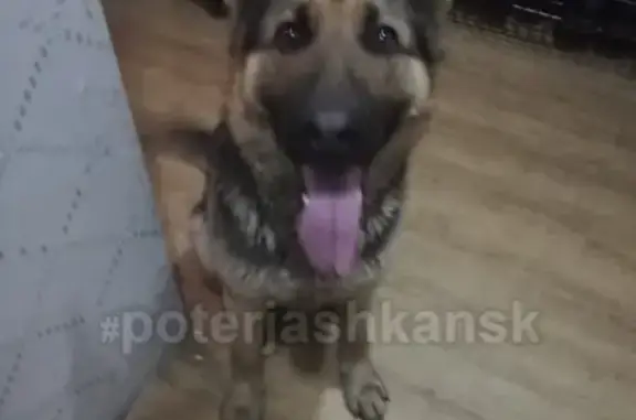 Найдена собака в Октябрьском районе, ищем хозяев!