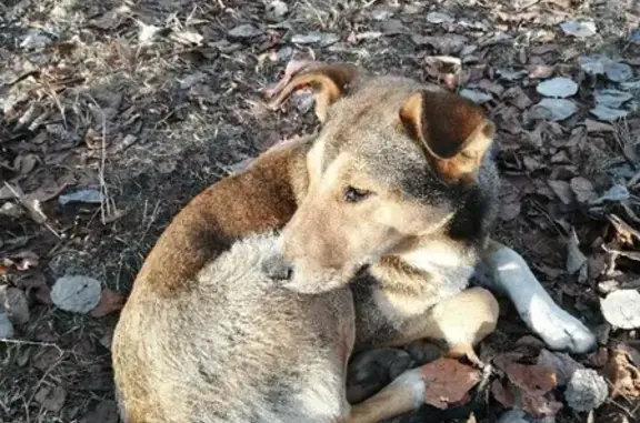 Найдена собака в Павловском Посаде