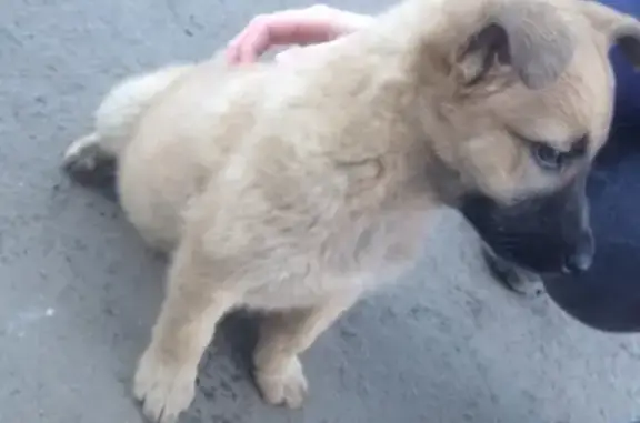 Найдена собака на улице Луначарского 41