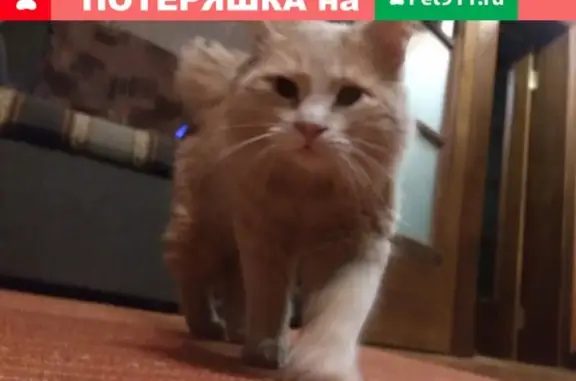 Пропала кошка Бублик в Таганроге #Котопес_Потерянные