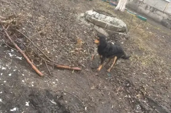 Потерялась собака в Центральном районе Новокузнецка, нужна помощь